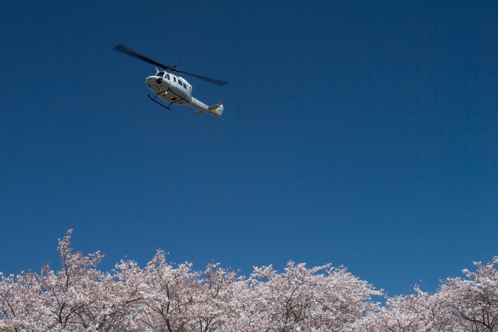 A Cherry Blossom Take Off
