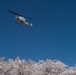 A Cherry Blossom Take Off