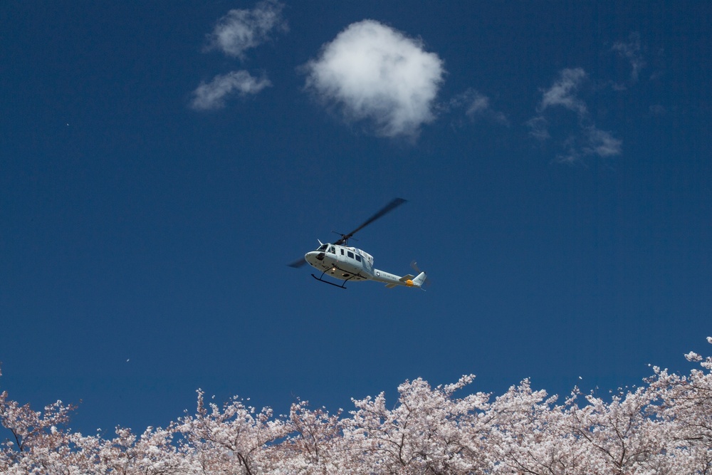 A Cherry Blossom Take Off