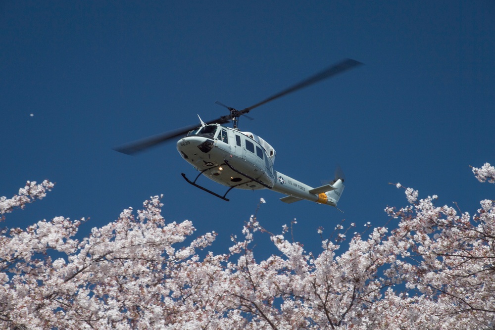 A Cherry Blossom Take Off