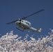 A Cherry Blossom Take Off