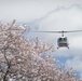 A Cherry Blossom Take Off