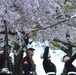 Silent Drill Platoon practices with District's iconic Cherry Blossoms as backdrop