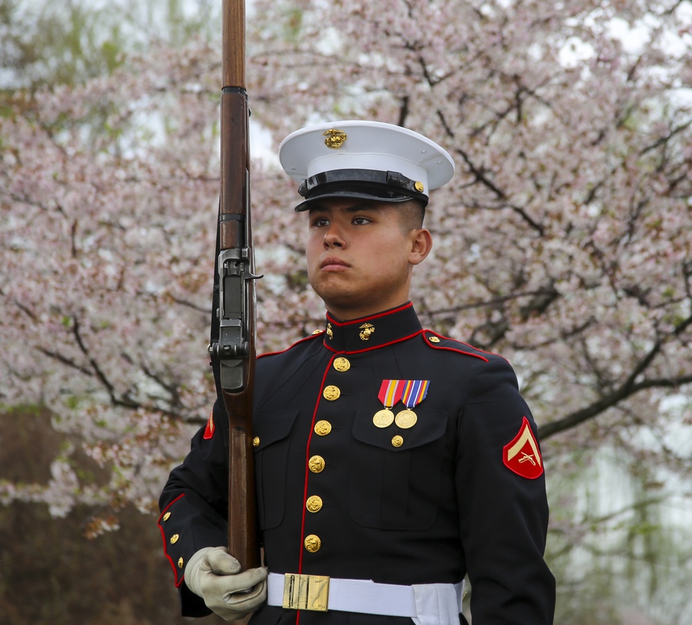 Silent Drill Platoon practices with District's iconic Cherry Blossoms as backdrop