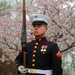 Silent Drill Platoon practices with District's iconic Cherry Blossoms as backdrop