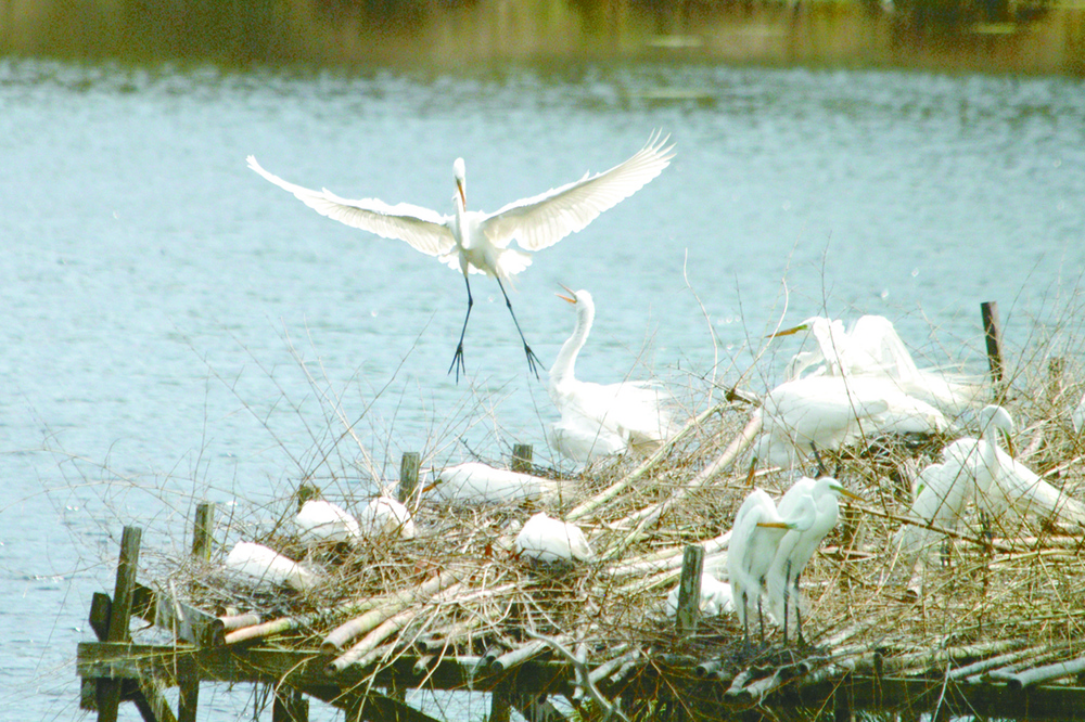 Avery Island