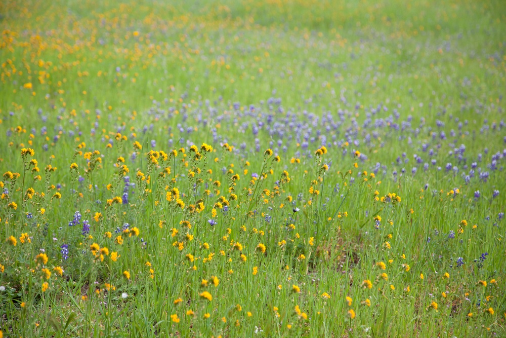 Nature at Black Butte Lake