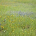 Nature at Black Butte Lake