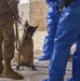 Military Working Dogs Conduct Decontamination Training in Kuwait