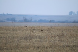 It's prairie chicken time - annual surveys, new study begins at Fort Riley