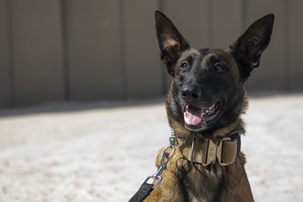 386 ESFS Defenders Provide Security at Al Taqaddum Air Base, Iraq