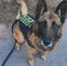 Honoring a fallen hero: Military Working Dog Artus