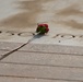 Tomb of the Unknown guard completes final walk, places a single rose at each crypt