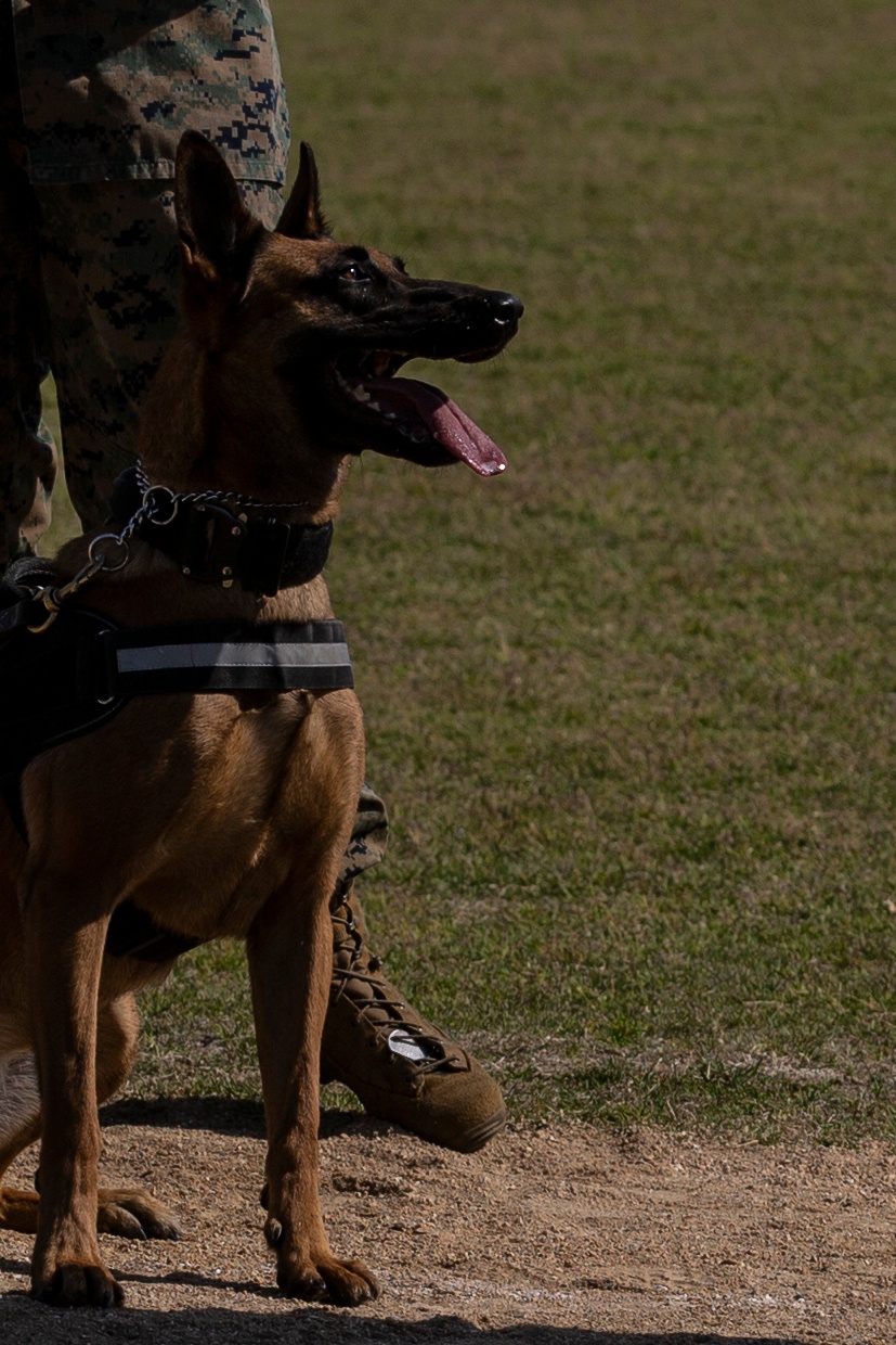 Devil pups; MAG-12 hosts junior recruit day