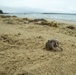 31st MEU Marines add muscle for Kanna Beach clean-up with SMP