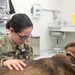 Military Working Dogs Physical Examination