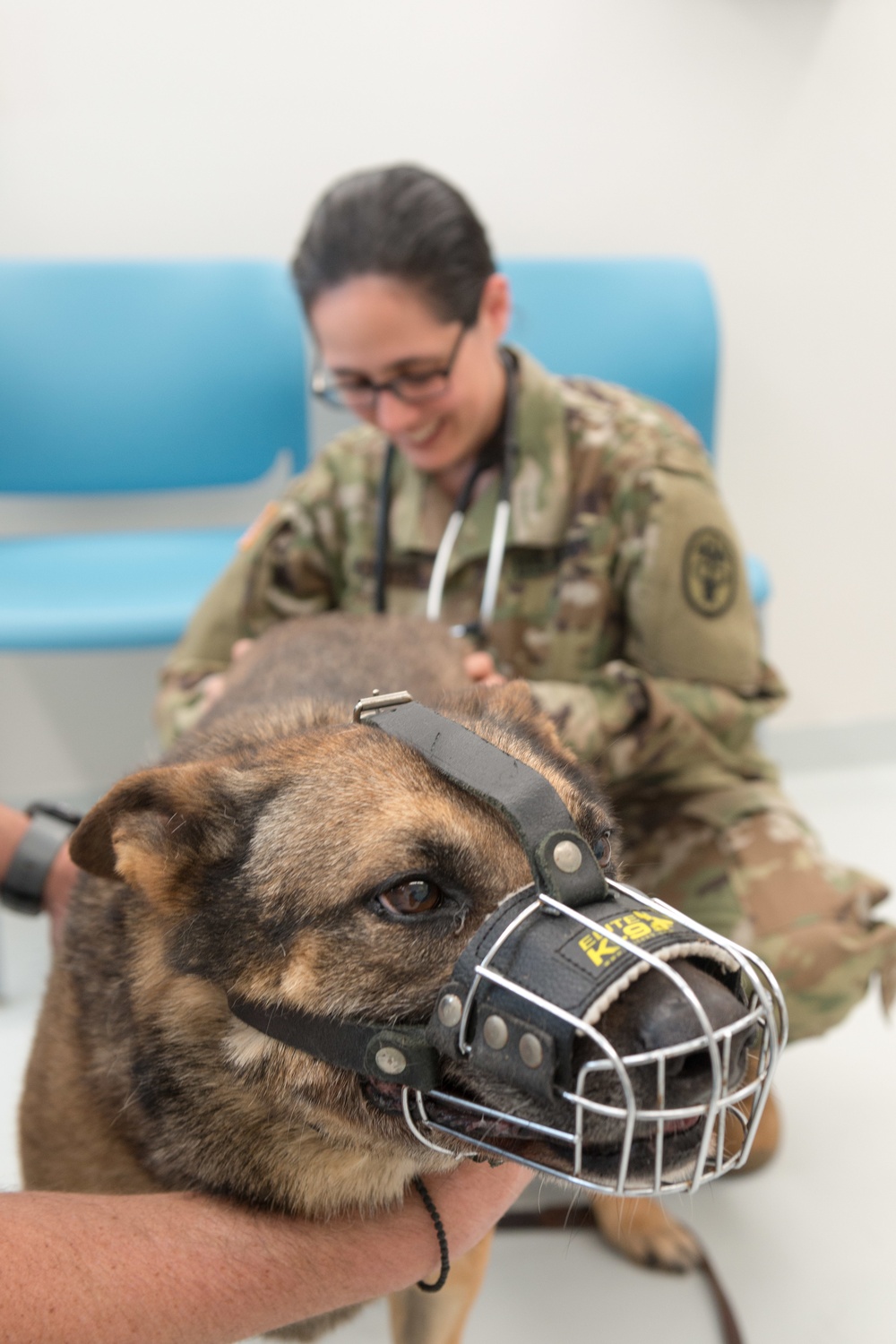 Military Working Dogs Physical Examination