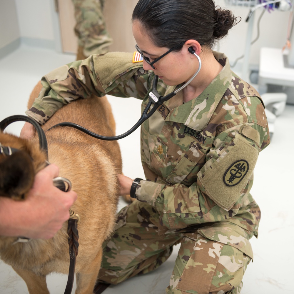 DVIDS - Images - Military Working Dogs Physical Examination [Image 11 ...