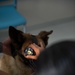 Military Working Dogs Physical Examination