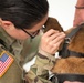 Military Working Dogs Physical Examination