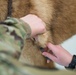 Military Working Dogs Physical Examination
