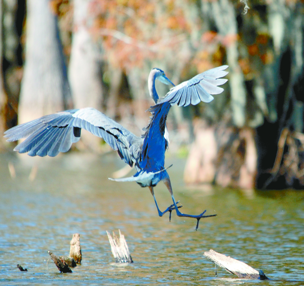 Swamp offers glimpse of Louisiana’s flora, fauna, wildlife