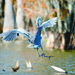 Swamp offers glimpse of Louisiana’s flora, fauna, wildlife