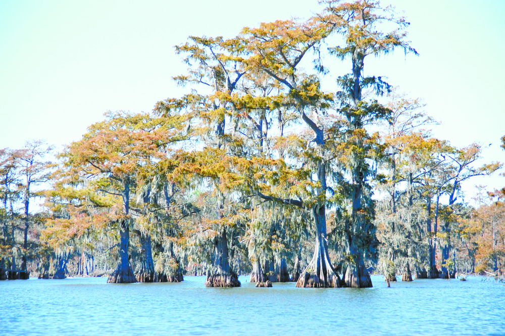 Swamp offers glimpse of Louisiana’s flora, fauna, wildlife