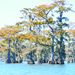 Swamp offers glimpse of Louisiana’s flora, fauna, wildlife