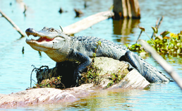 Swamp offers glimpse of Louisiana’s flora, fauna, wildlife