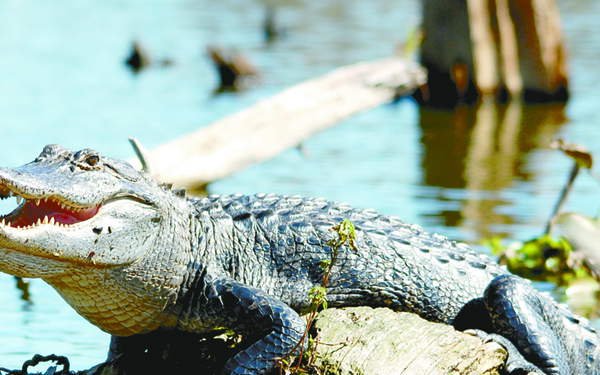 Swamp offers glimpse of Louisiana’s flora, fauna, wildlife