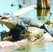 Swamp offers glimpse of Louisiana’s flora, fauna, wildlife