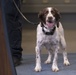 Pentagon Police Officer Talks About the Work of His Four-Legged Partner