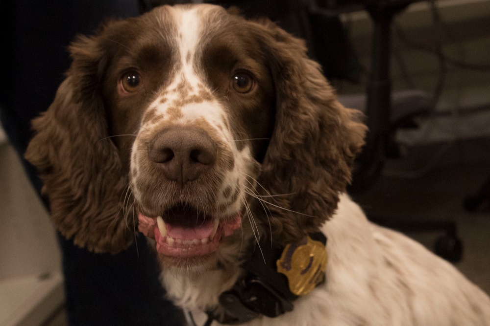 Pentagon Police Officer Talks About the Work of His Four-Legged Partner