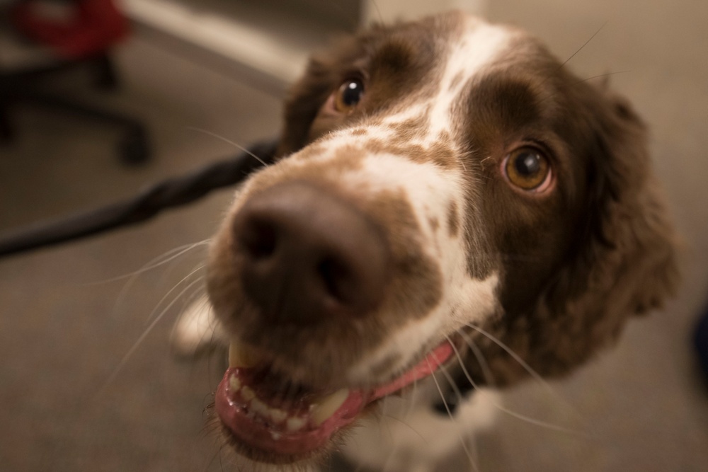 Pentagon Police Officer Talks About the Work of His Four-Legged Partner