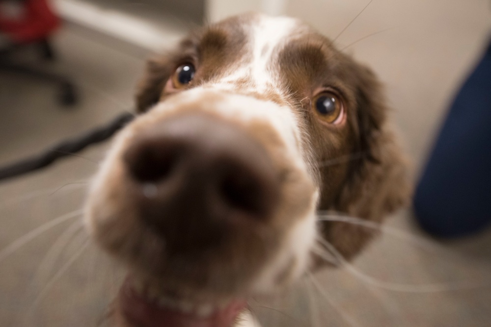 Pentagon Police Officer Talks About the Work of His Four-Legged Partner