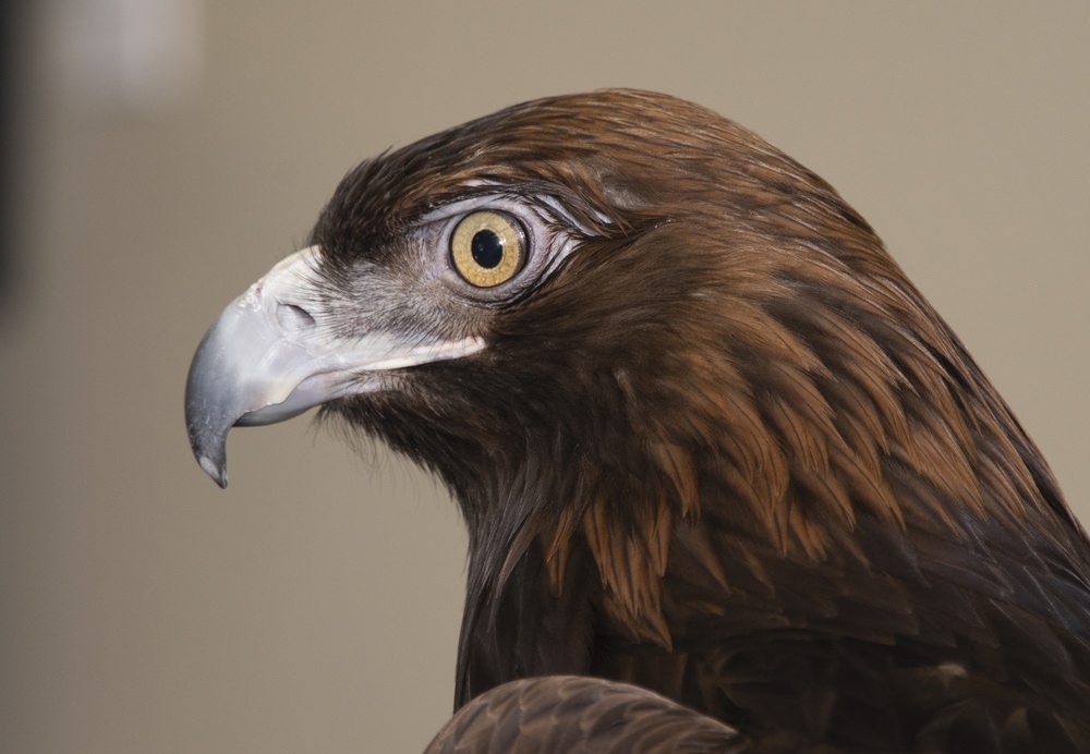 Earth Day, UC Davis California Raptor Center Visits Travis AFB