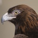 Earth Day, UC Davis California Raptor Center Visits Travis AFB