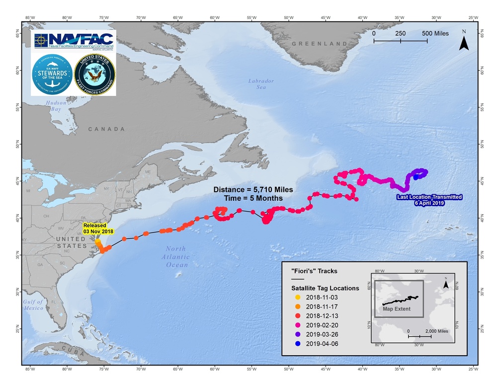 Kemp's Ridley Sea Turtle Tracking Movements