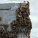 Bees on a Battleship