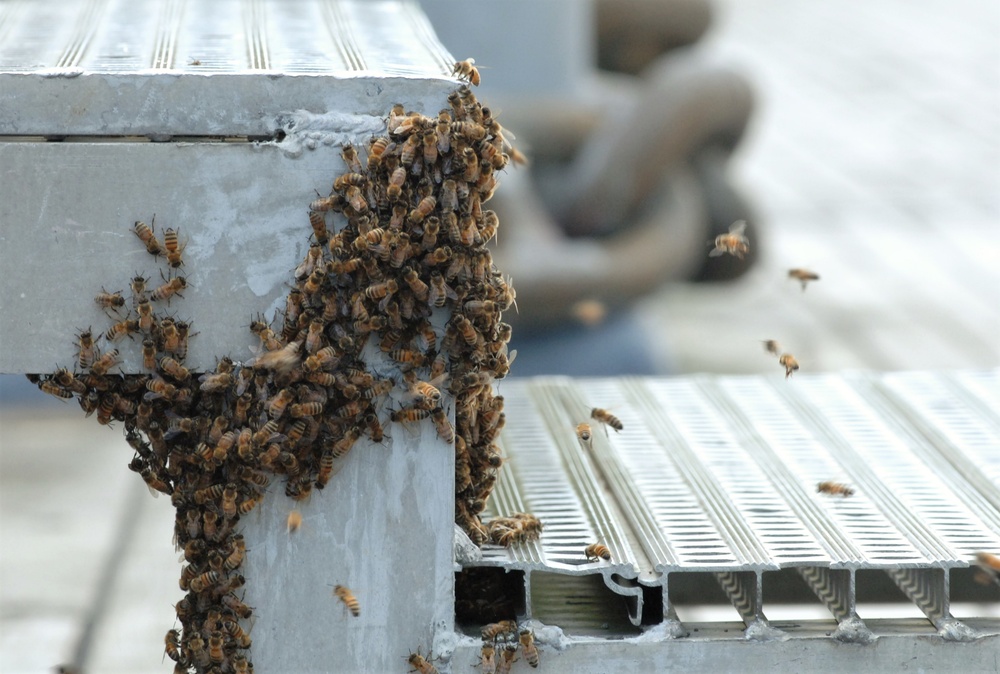 Bees on a Battleship