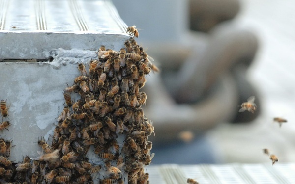 Bees on a Battleship
