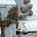 Bees on a Battleship