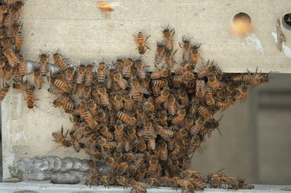 Bees on a Battleship