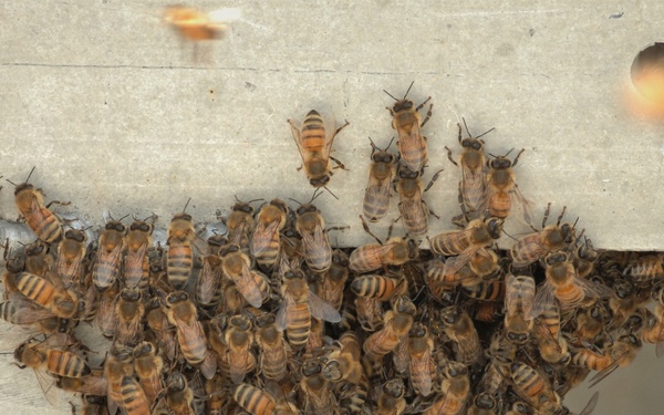 Bees on a Battleship