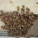 Bees on a Battleship