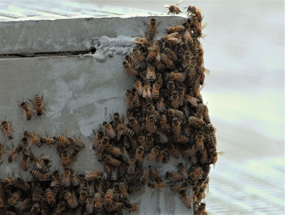 Bees on a Battleship