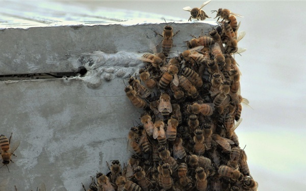 Bees on a Battleship