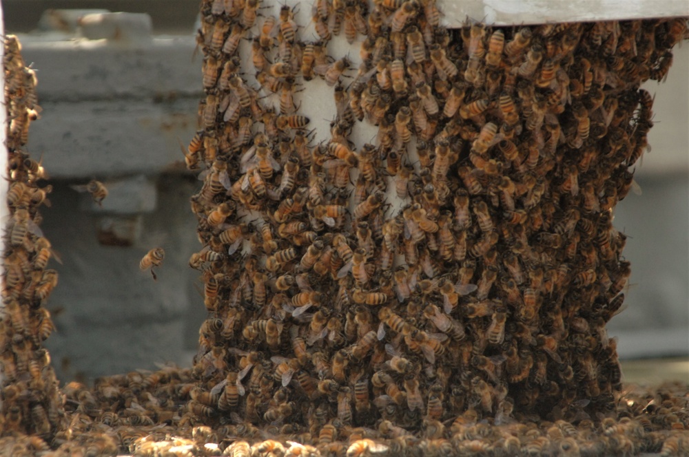 Bees on a Battleship