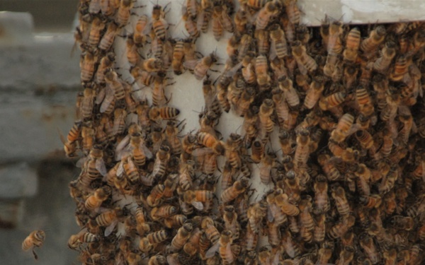 Bees on a Battleship